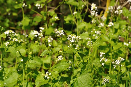 cruxiferous, alliary by the roadside