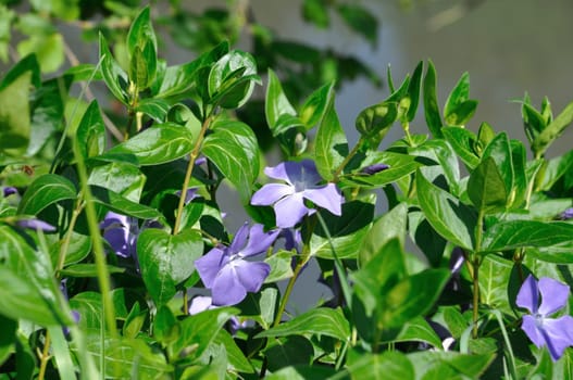 Periwinkles in bloom in a garden