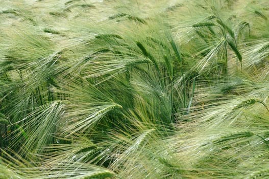 A field of  barley in Brittany
