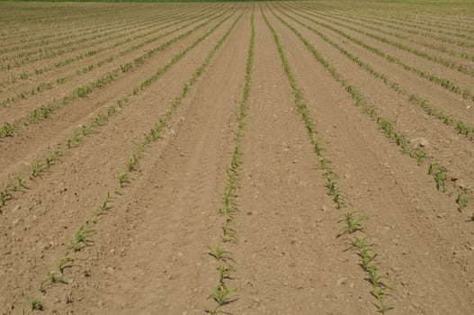 Corn  field in  Spring in Brittany