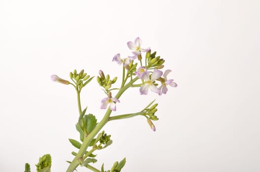 White mustard on white background