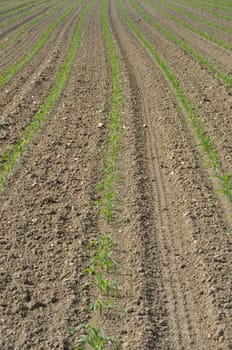 Corn  field in  Spring in Brittany