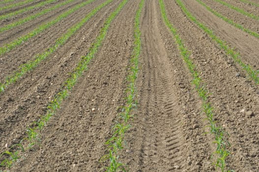 Corn  field in  Spring in Brittany