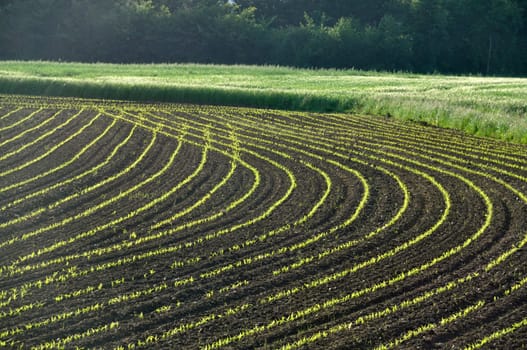 Corn  field in  Spring in Brittany