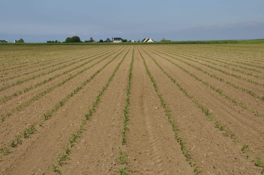 Corn  field in  Spring in Brittany