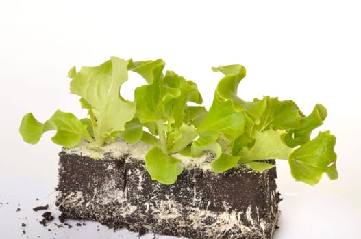 Batavia salad plants