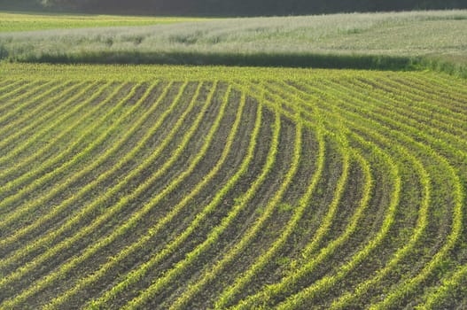 Corn  field in  Spring in Brittany