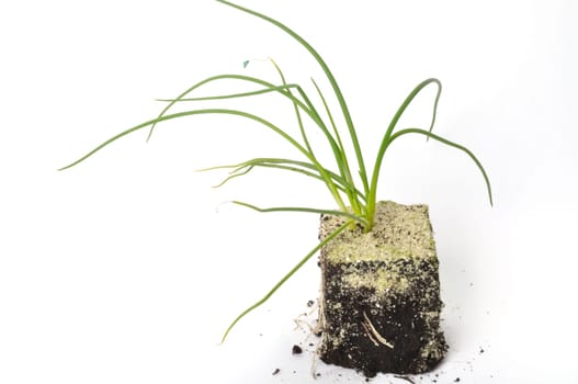 White onion plants