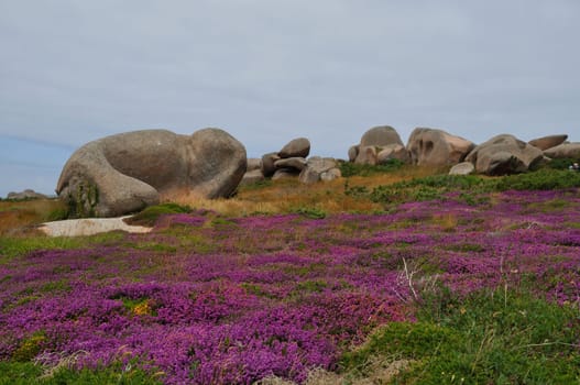 Heather and rock on the pink granite coast in Brittany