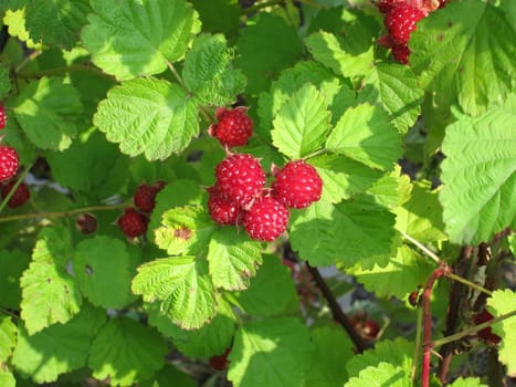Raspberries in a garden