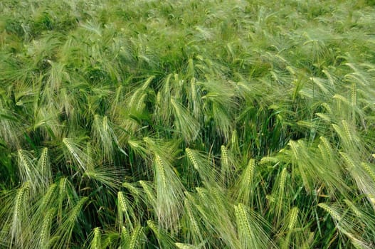 A field of  barley in Brittany