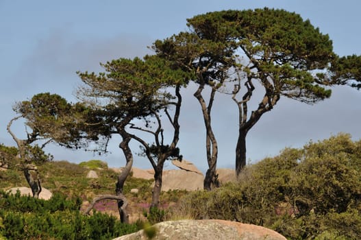 Pine in Brittany