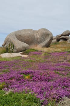 Heather and rock on the pink granite coast in Brittany