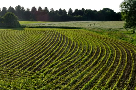 Corn  field in  Spring in Brittany