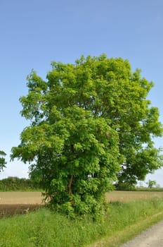 Ash in the countryside in Brittany
