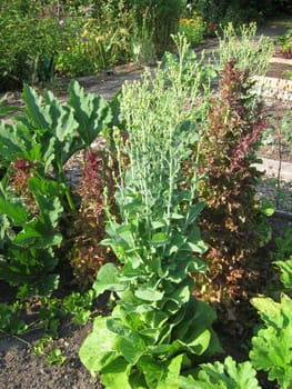 Lettuces mounted in bloom in a garden
