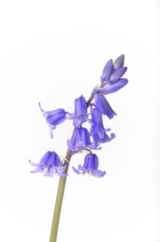 Wild hyacinth on a white background