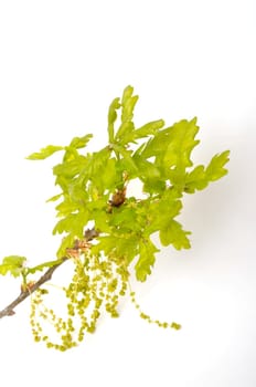 Flowering oak on a white background