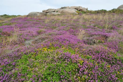 Heather and rock on the pink granite coast in Brittany