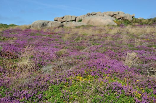 Heather and rock on the pink granite coast in Brittany