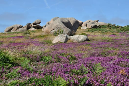 Heather and rock on the pink granite coast in Brittany