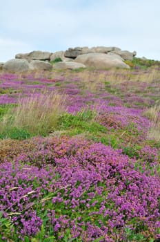 Heather and rock on the pink granite coast in Brittany