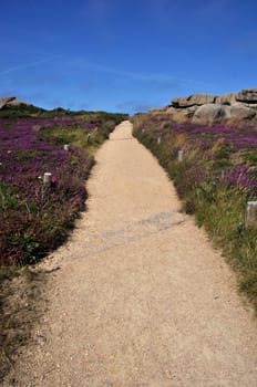 Path in heather and rock on the pink granite coast in Brittany