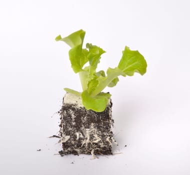 Batavia salad plants