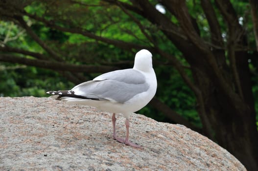 Gull on a rock in Brittany