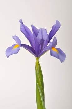 leaf iris in sword on a white background