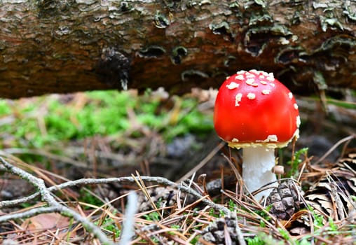 amanita muscaria