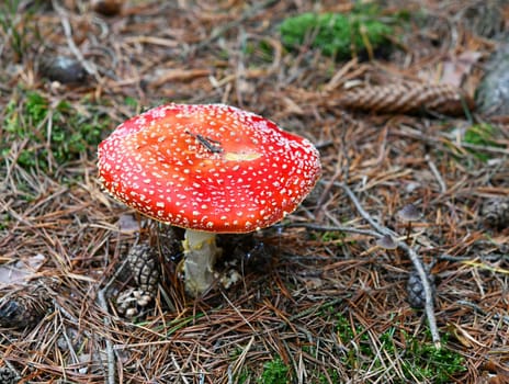amanita muscaria