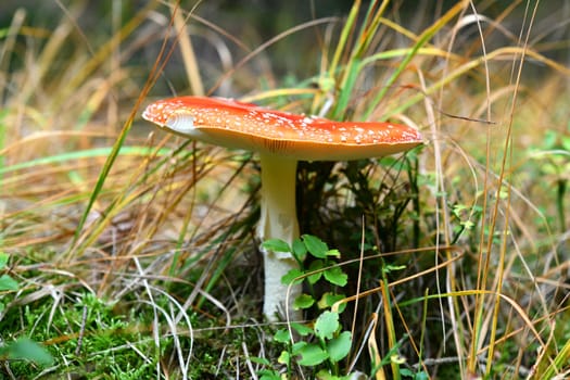 amanita muscaria