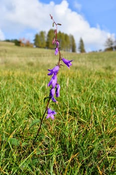 field bellflower