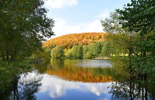 forest in autumn