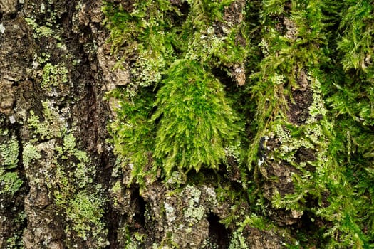 Tree Bark With Moss, close up of oak tree