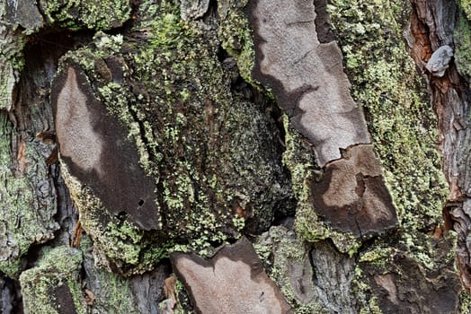 Tree Bark With Moss, close up of oak tree
