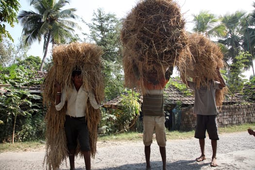 Farmer carries rice from the farm home in Baidyapur, West Bengal, India