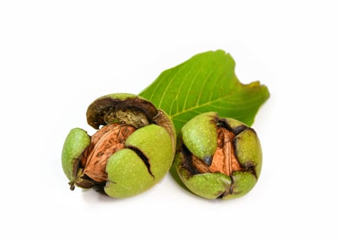 juglans