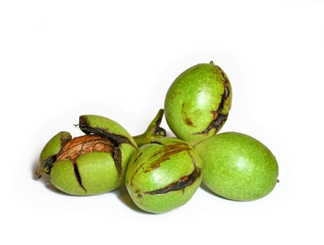 juglans