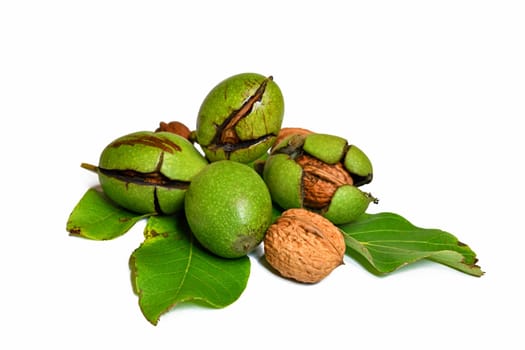 juglans