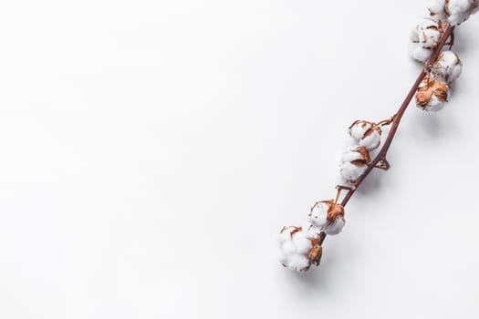 One branch of cotton deadwood on a white isolated background for design.