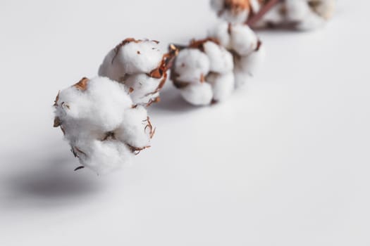 One branch of cotton deadwood on a white isolated background for design.