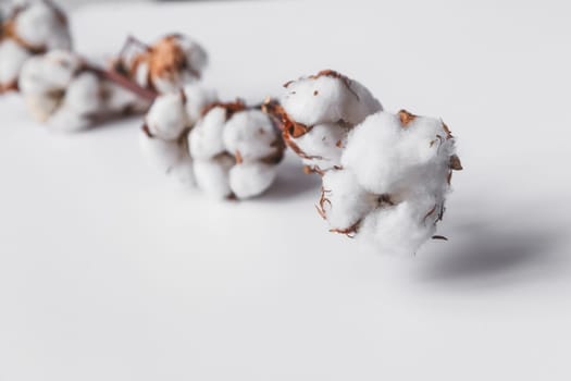 One branch of cotton deadwood on a white isolated background for design.
