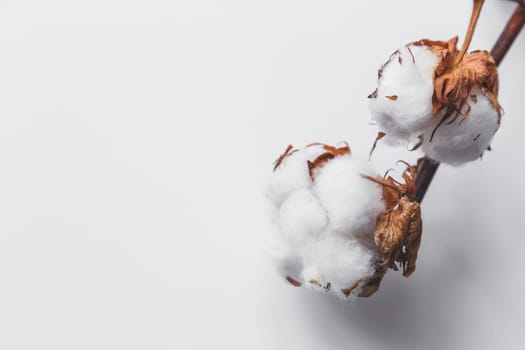 One branch of cotton deadwood on a white isolated background for design.