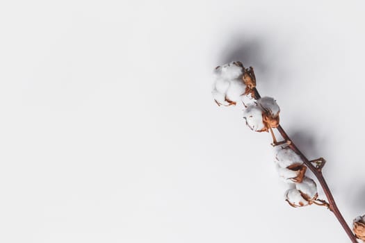 One branch of cotton deadwood on a white isolated background for design.