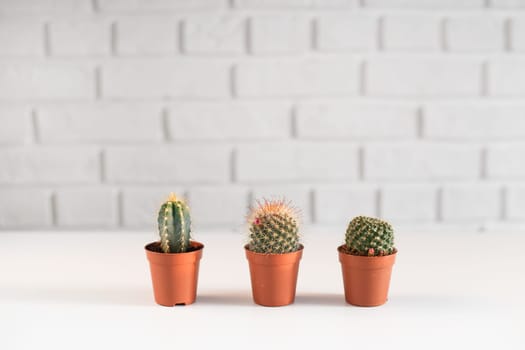 Three small cactuses in a pot, i white interior.
