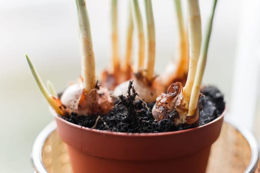 Flower bulbs in pots ready for planting in the flowerbed.