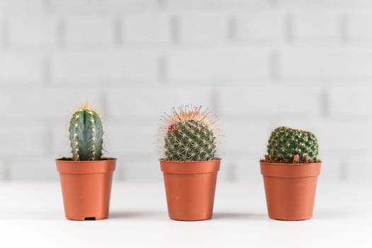 Three small cactuses in a pot, i white interior.