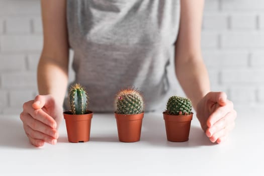 Woman's hands cover up with hands three small cactuses. Growing and caring concept.